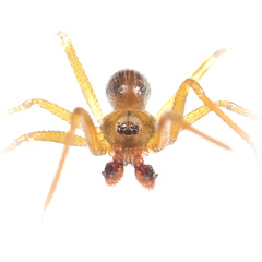 Nesticella sp. "Glassland" © Paul Ng  • Habitus • Anterior • Eyes • ♂ • Adult